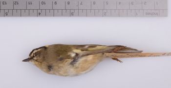 Media type: image;   Ornithology 211683